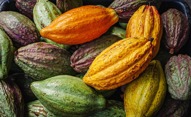 Ripe yellow cacao pods or cocoa fruit and raw cacao fruit