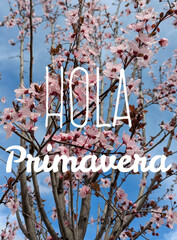 Mensaje Hola Primavera en español con flores de sakura (flor de cerezo) en primavera. Fondo con flor del árbol de sakura con cielo azul © teracreonte