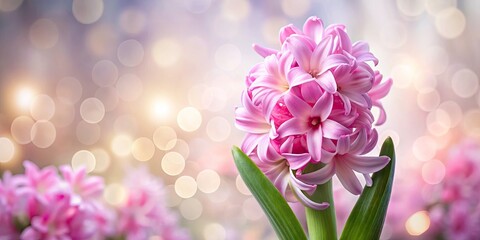 Stunning Pink Hyacinth with Bokeh Effect on White Background - Perfect Floral Close-Up for Home Decor, Nature Lovers, and Springtime Celebrations
