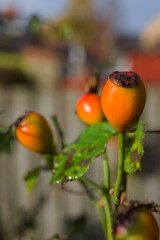 close up of rosehips during fall with soft focused natural background