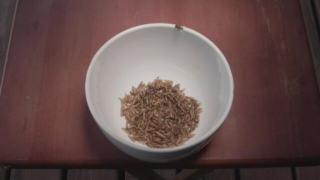 Maggots in a Bowl with Flys
