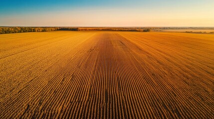 Fototapeta premium Expansive golden farmland stretches under a clear blue sky during harvest season at sunrise
