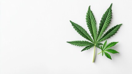 A detailed studio photo of a single marijuana leaf on a white background highlighting its unique structure and texture