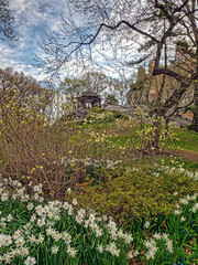 Obraz premium Central Park in spring with trees in bloom