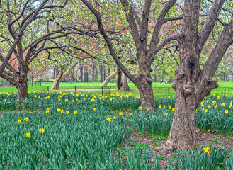 Central Park in spring with trees in bloom