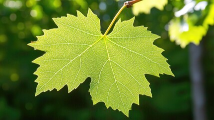 Grape leaf backlit by sunlight on a blurred nature background for agriculture and food