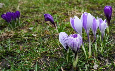 A close-up of vibrant purple crocuses covered in delicate raindrops, capturing the fleeting beauty of nature after a spring rain. The petals, glistening with moisture, reflect the soft light, 