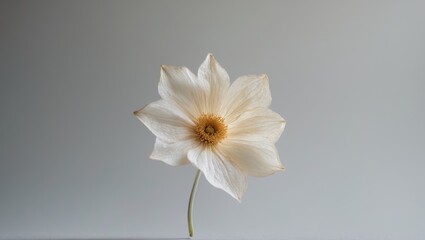 Obraz premium Dried White Flower with Gold Center on Gray Background.