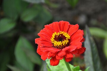 Rote Zinnien