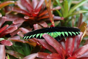 Trogonoptera brookiana, Rajah Brooke's birdwing, is a birdwing butterfly from the rainforests of the Thai-Malay Peninsula