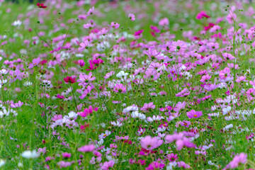 鮮やかに咲く秋のコスモス畑
