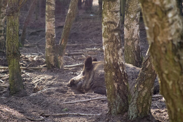 Fototapete bei efototapeten.de bestellen   
