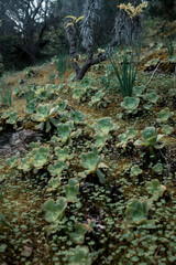 Wild Succulents Growing on Rocky Terrain – Tenerife, Spain