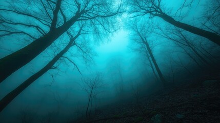 Mystical, Foggy Forest Canopy