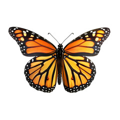Fototapeta premium Monarch Butterfly for Wings Spread, Black Background.