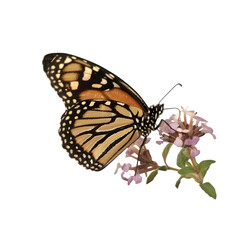 Obraz premium Monarch Butterfly on Flower for Black Background.