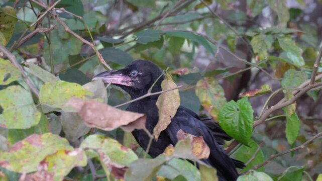 A koel or cuckoo bird stuck in the tree branches and leaves