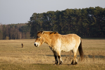 Przewalski's horse close-up grazing in a field