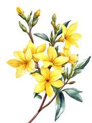 Yellow spring flower isolated on white background
