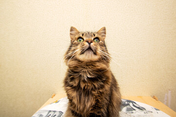 A domestic cat is sitting calmly on a table, gazing up at the camera