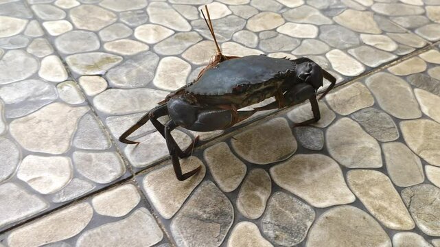 A live river crab walks on the stone tile floor, highlighting the details and natural setting.
