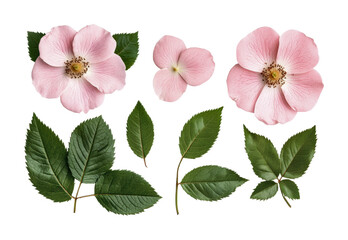 Pink wild roses and green leaves arrangement on black background, cut out