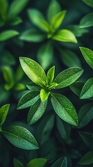 Mysterious woman in black gothic outfit with raven