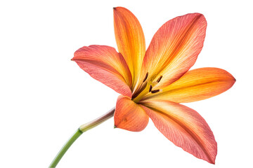 Isolated Orange and Yellow Flower Blossom with Transparent Background in Studio Shot
