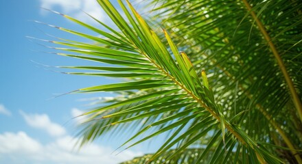 Palm Frond Against Blue Sky Background Represents Tropical Vacation Vibes