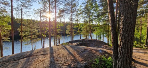 Natures Canvas: A Symphony of Pine Trees Under a Sunlit Sky.