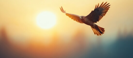 Eagle sunset flight, forest backdrop