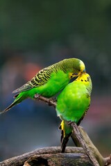 Two vibrant green budgerigars on a branch.