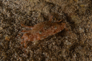 Crab in the Red Sea Colorful and beautiful, Eilat Israel