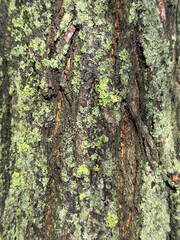A close-up of a tree trunk covered in green lichen. The thick bark has deep grooves and cracks, with the lichen forming irregular patches that add texture and color contrast.