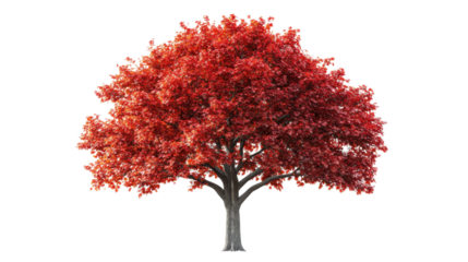 Red maple tree showing off its vibrant autumn colors on transparent background