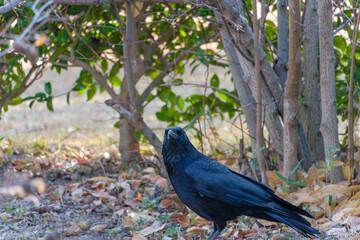 公園の中でこちらを見つめるカラス