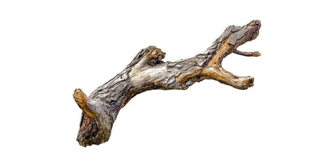 Weathered Tree Branch. Natural Element For Art And Design Projects Isolated On Transparent Background