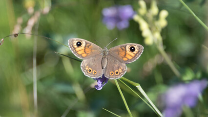 Large wall brown (Lasiommata maera) © David