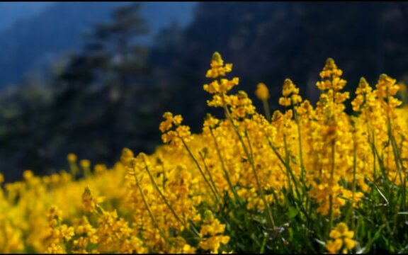 field of yellow flowers - Powered by Adobe