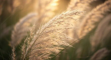 Pampas Grass Blowing in Warm Sunset Light Nature Background Image