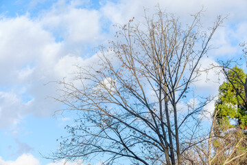 青空と葉を落とした冬の木立