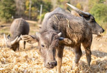Fototapeta premium Water Buffalo,in rainforest farmland,Pai District,Northern Thailand.