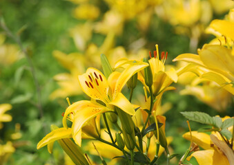 夏の太陽に輝く黄色のユリ