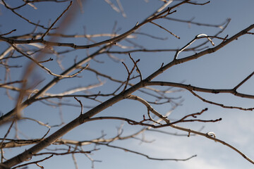 dry tree branches over sky, beautiful natural structure
