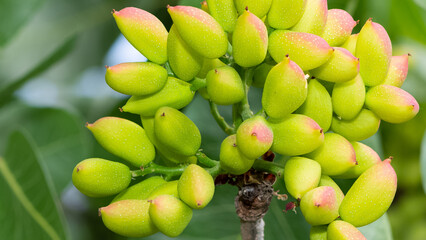 photo of fresh pistachios on a tree