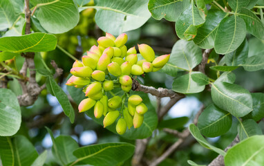 photo of fresh pistachios on a tree
