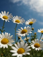 daisies against blue sky