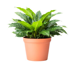 Fototapeta premium Lush green peace lily in a terra cotta pot with vibrant foliage, cut out