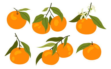 Set tangerine on branch. Citrus fruit with green leaves. Summer tropical fruit. Mandarin tree. Flat illustrations ripe mandarin.