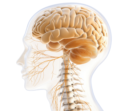 Medical profile head with brain and nerves transparent image. Spinal cord, nervous system, anatomy isolated cutout 3d render. Healthcare education cut out clipart design element png